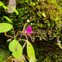 Impatiens janthina Thwaites